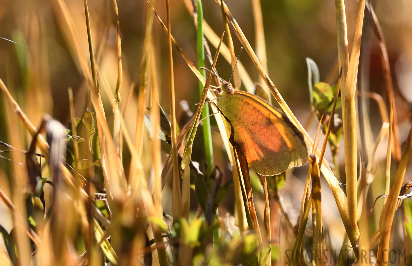 Eurema nicippe [400 mm, 1/1000 Sek. bei f / 8.0, ISO 1000]